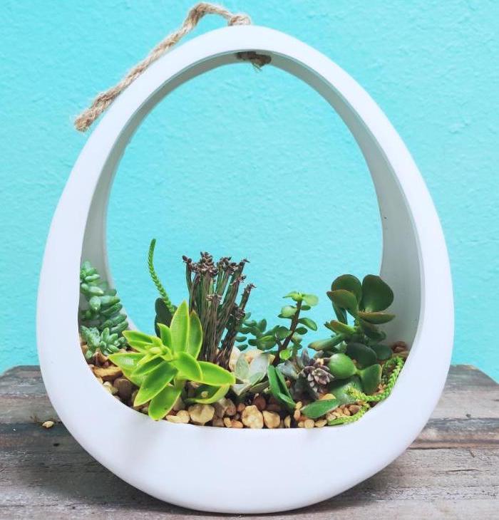 Succulent