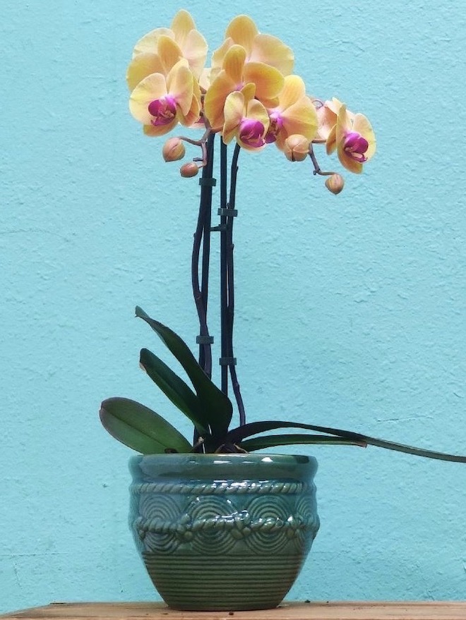 Orchid
