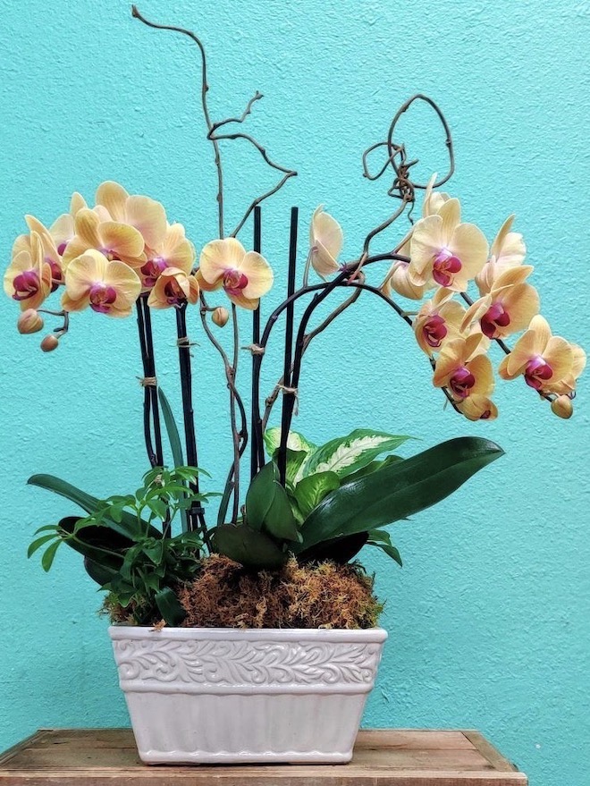 Orchid