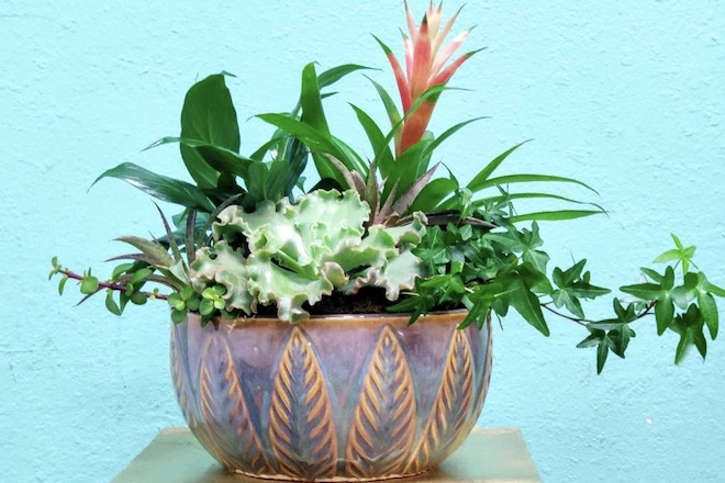 Garden Plants