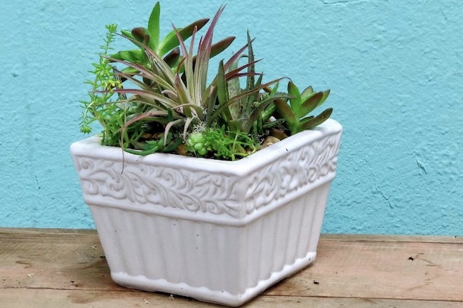 Succulents