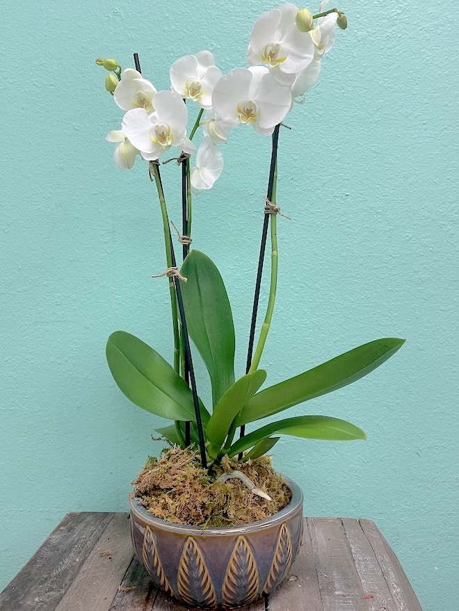 Orchid